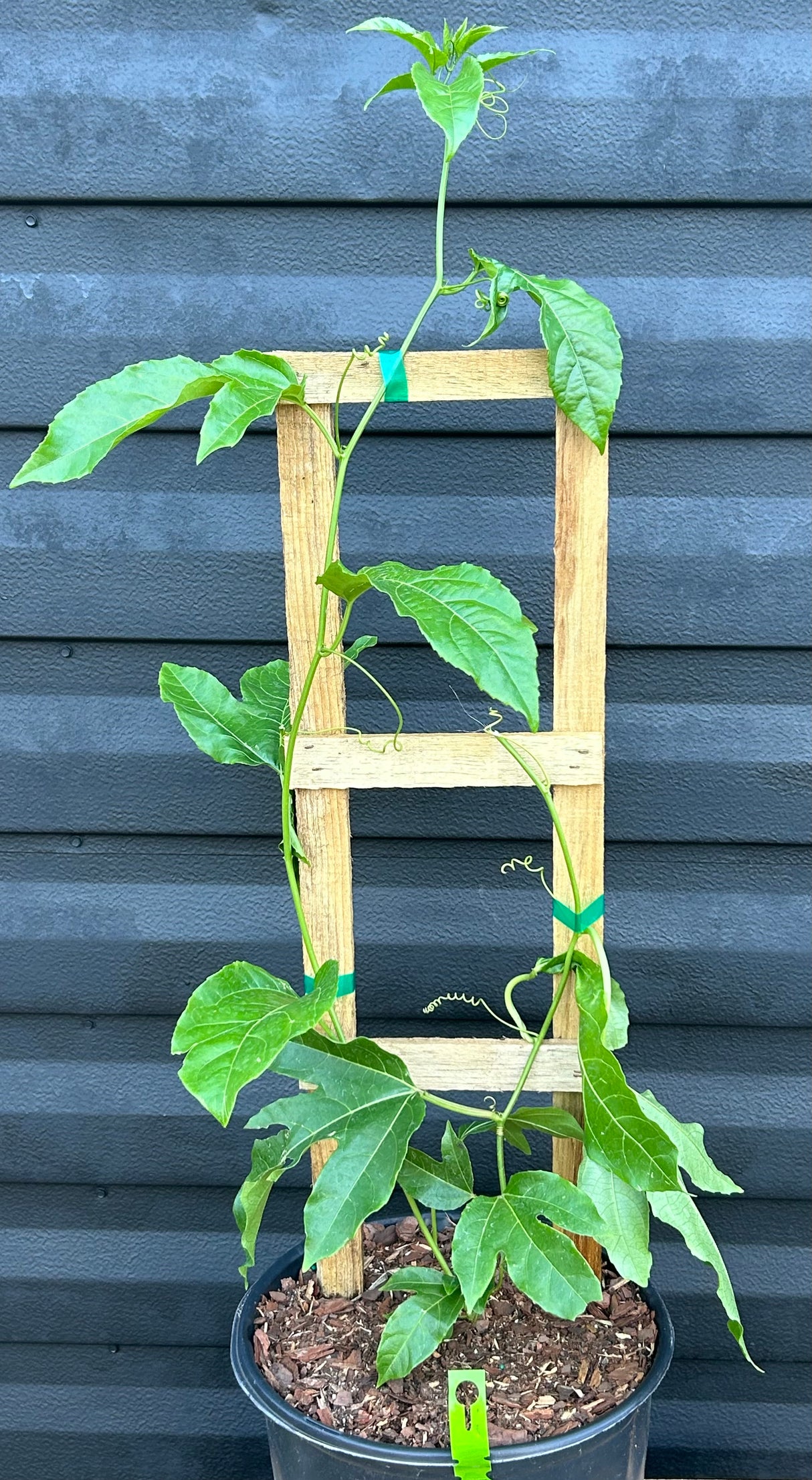 Passionfruit Vine 'Purple Possom'