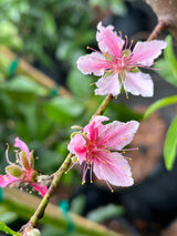 Peach Tree ‘Tropic Beauty’