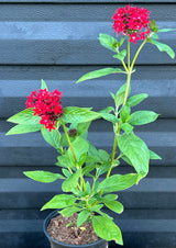 Red Pentas Plant