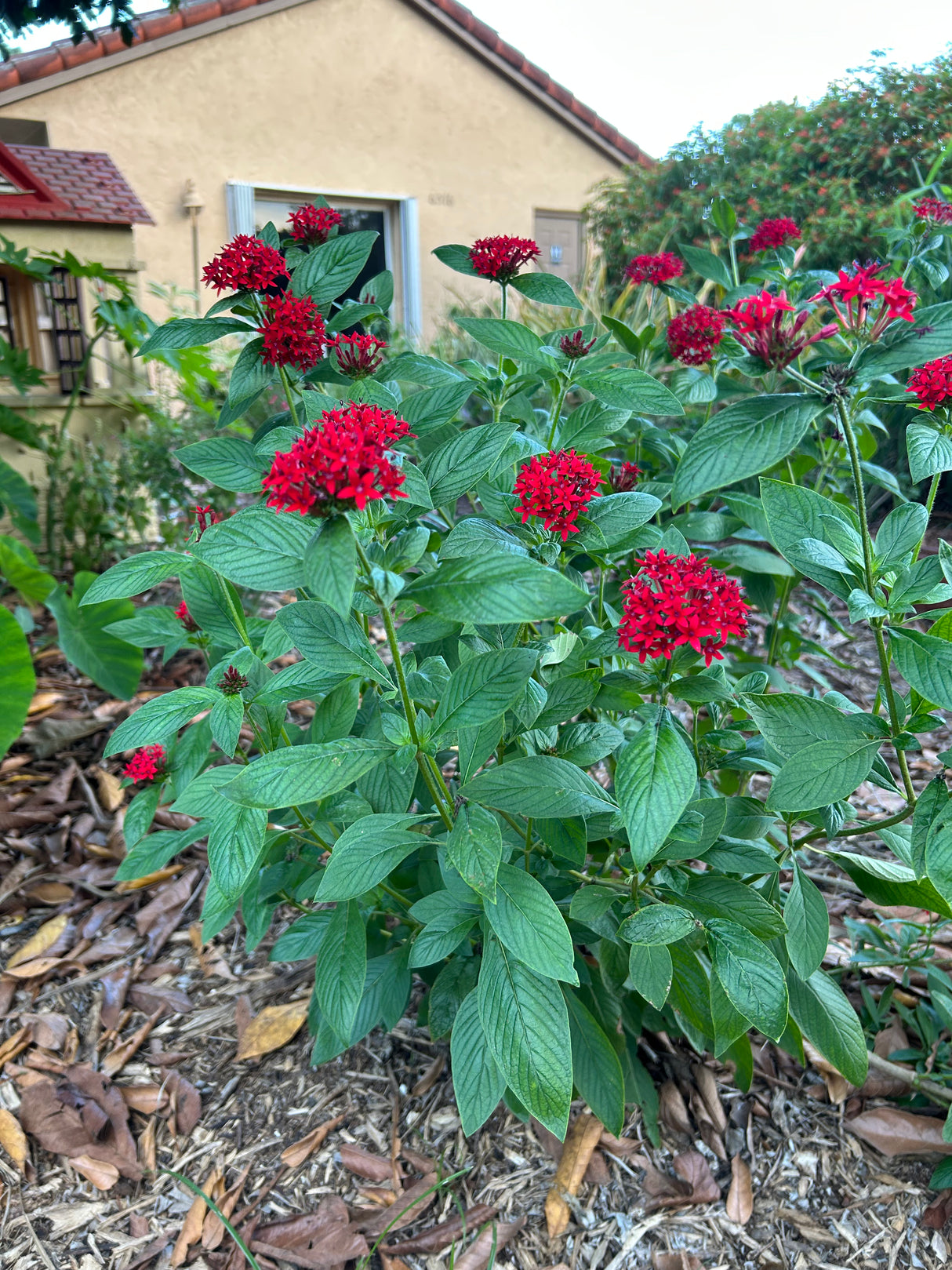 Red Pentas Plant
