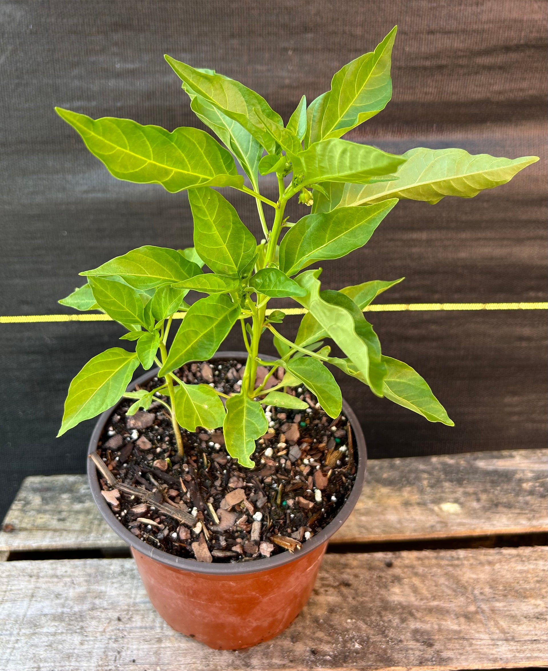 pepper plant in a pot Pepper Plant - 6 inch pot