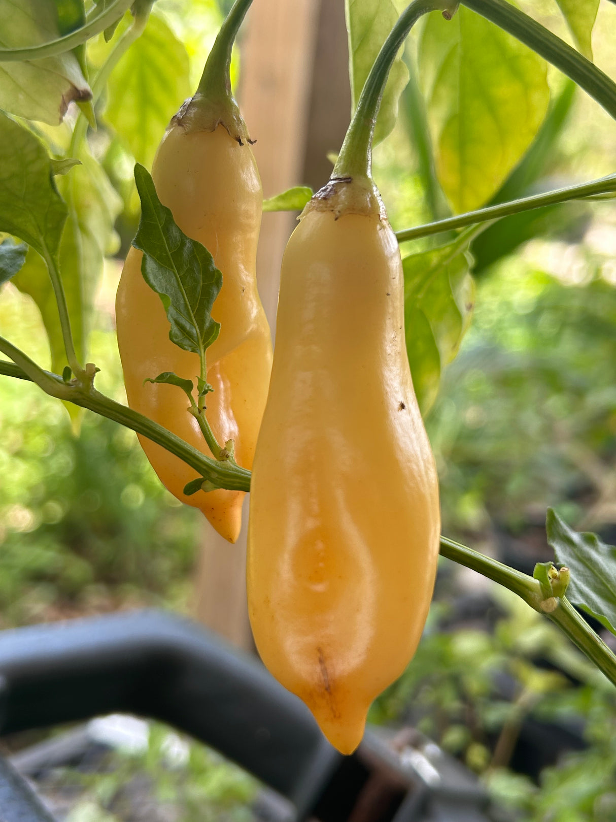 Pepper Plant - 6 inch pot