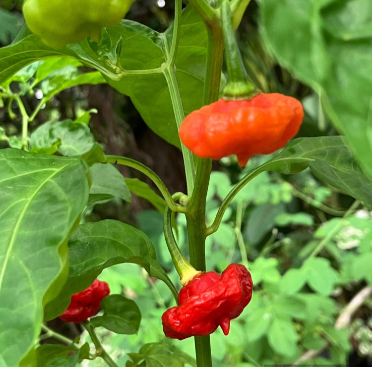 Pepper Plant - 6 inch pot