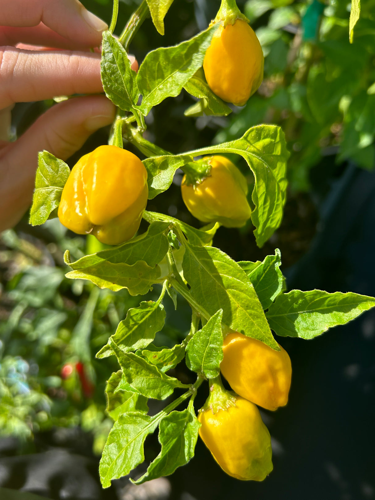 Pepper Plant - 6 inch pot