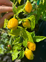 Pepper Plant - 6 inch pot