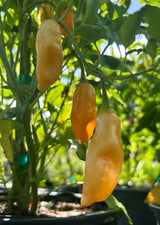 Pepper Plant - 6 inch pot