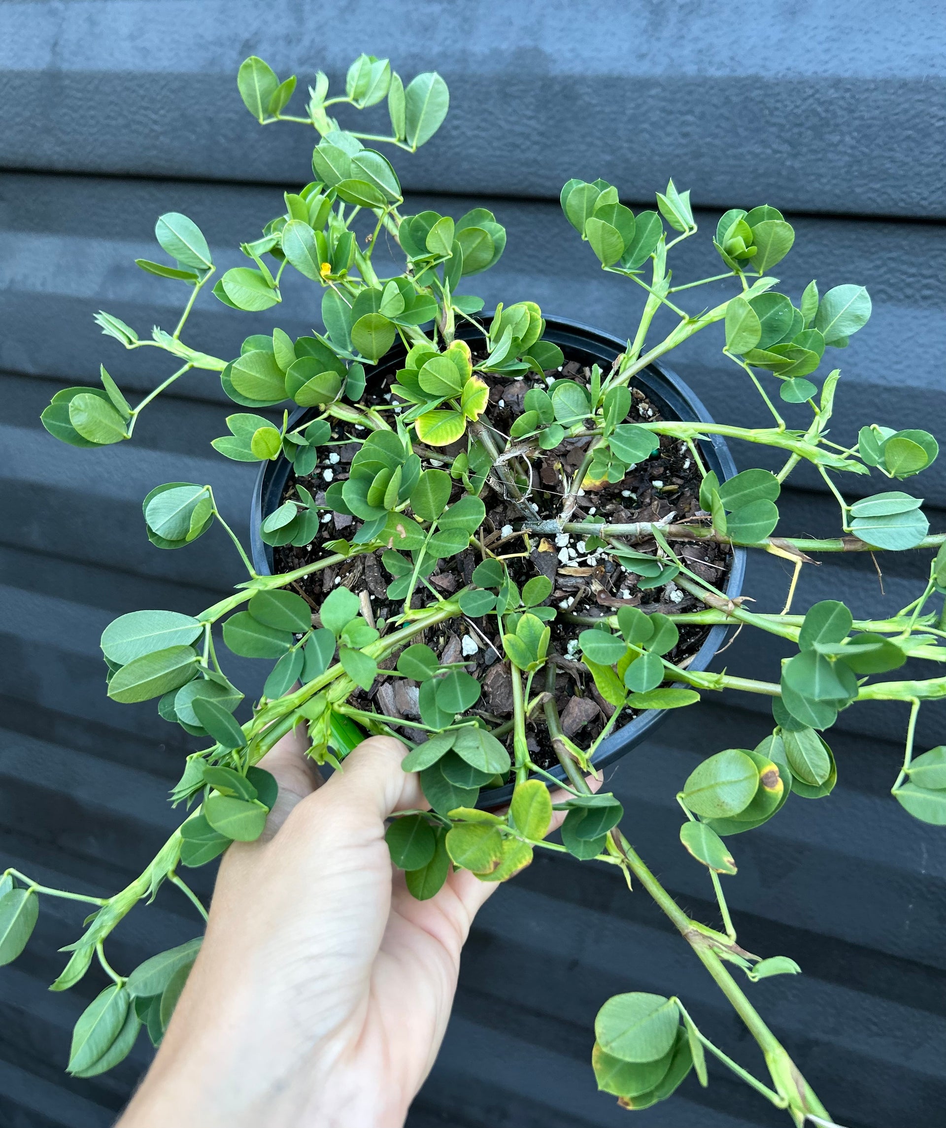 peanut plant in pot Perennial Peanut Plant – Incredible Edible Landscapes