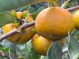 Persimmon Tree ‘Hudson’