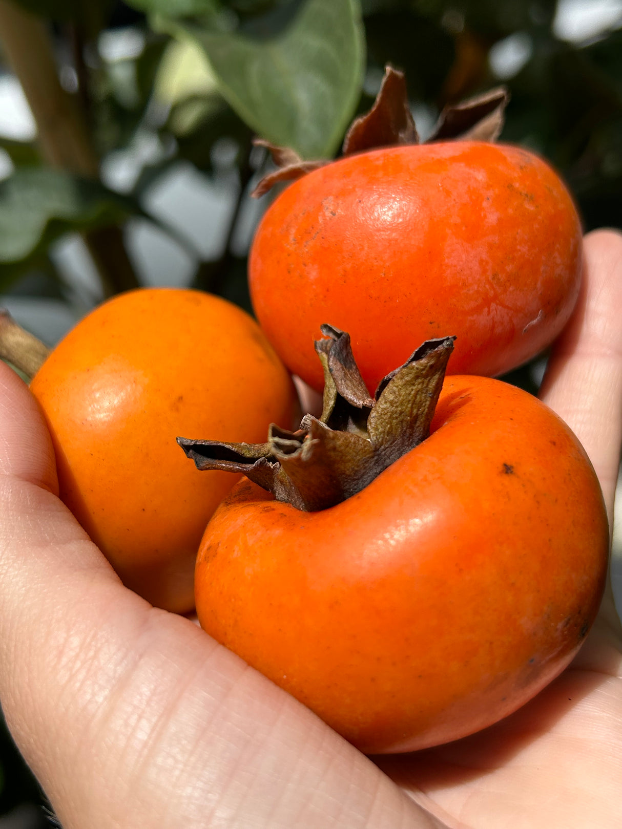 Persimmon Tree ‘Hudson’