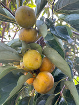 Persimmon Tree ‘Hudson’