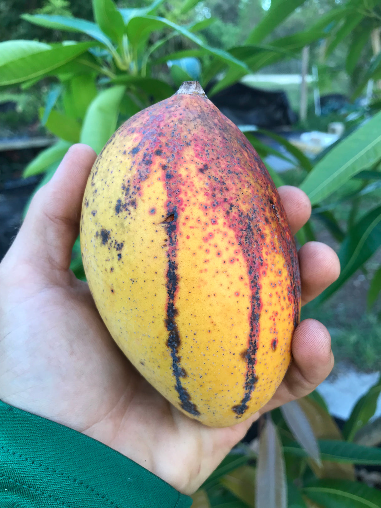 Mango Tree ‘Pickering’