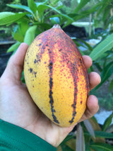 Mango Tree ‘Pickering’