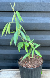 Pigeon Pea Plant