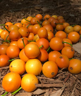 Lemondrop Mangosteen Tree
