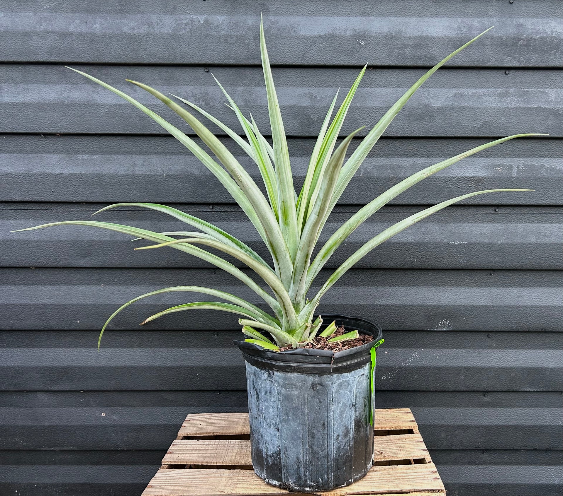 elite gold pineapple plant Pineapple 'Elite Gold' – Incredible Edible Landscapes