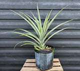 Pineapple ‘Elite Gold’