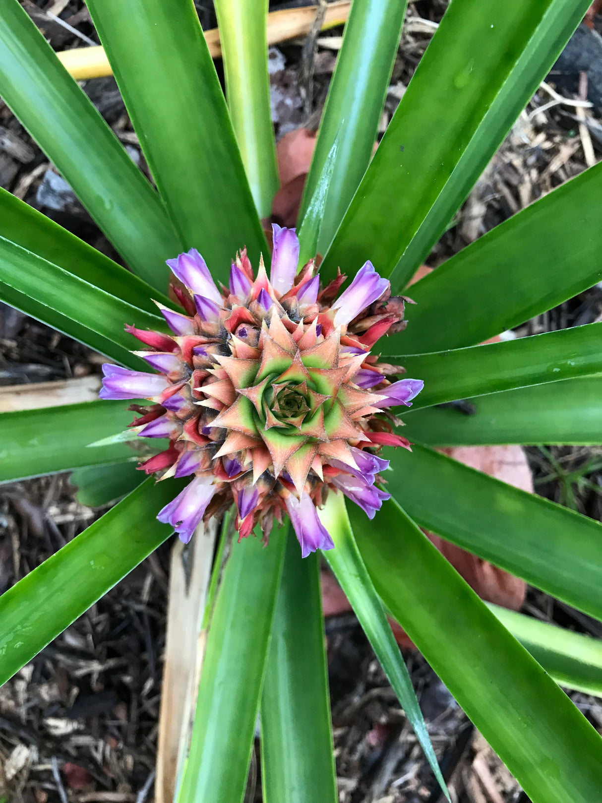 Pineapple ‘Elite Gold’