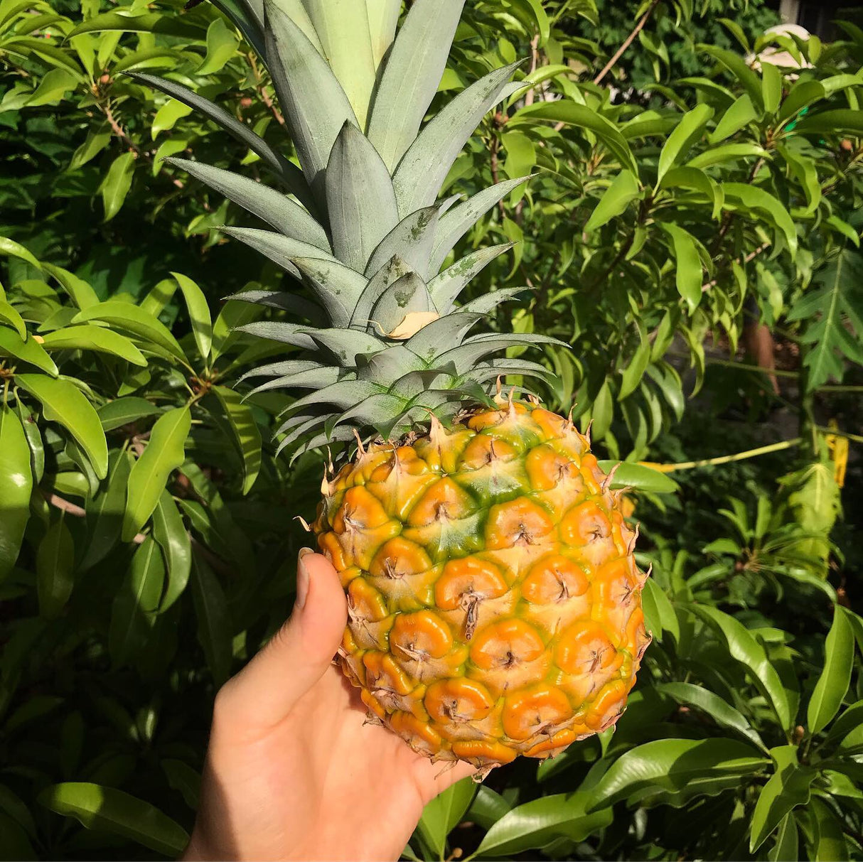 Pineapple ‘Elite Gold’