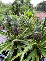 Pineapple ‘Elite Gold’