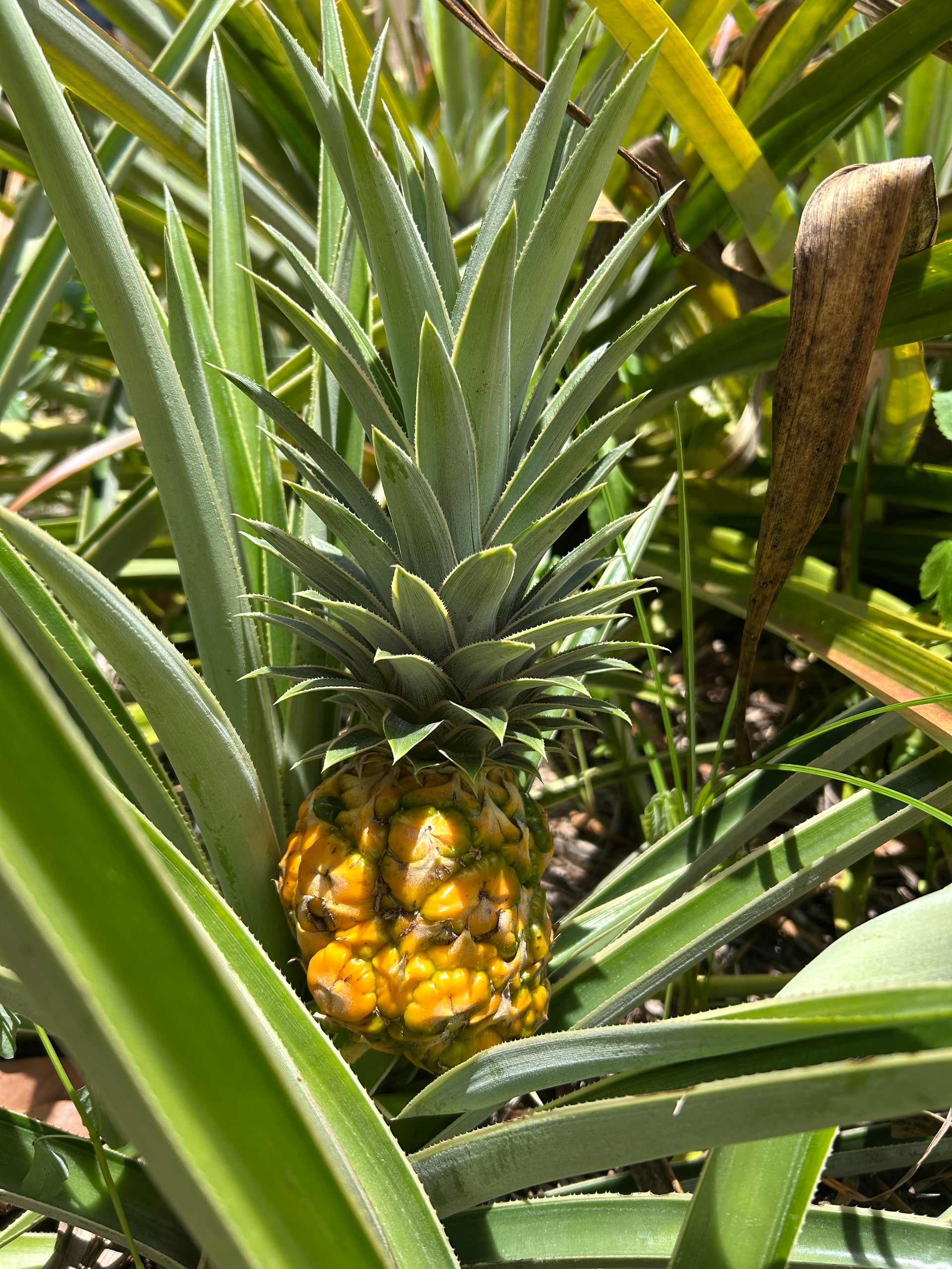 pineapple yield per plant Pineapple Plant ‘Juicy'