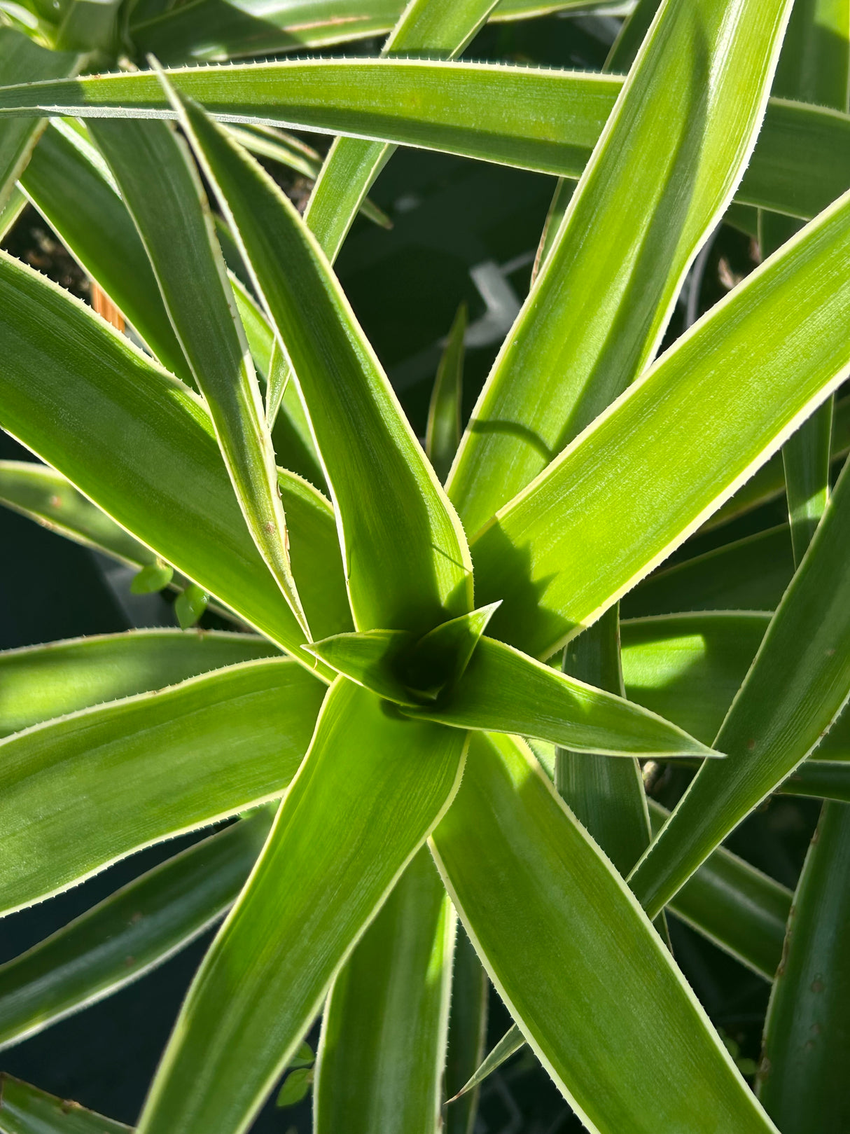 Pineapple Plant ‘Juicy' (variegated)