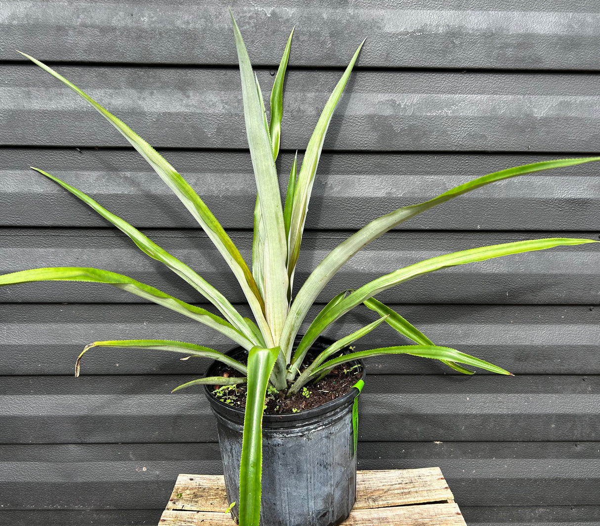 Pineapple Plant “Spiny Sugarloaf”