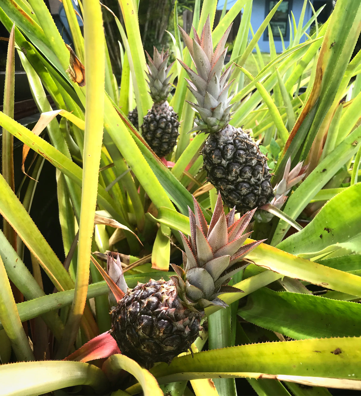 Pineapple Plant 'Spiny Sugarloaf'