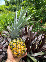 Pineapple Plant ‘Sugarloaf'