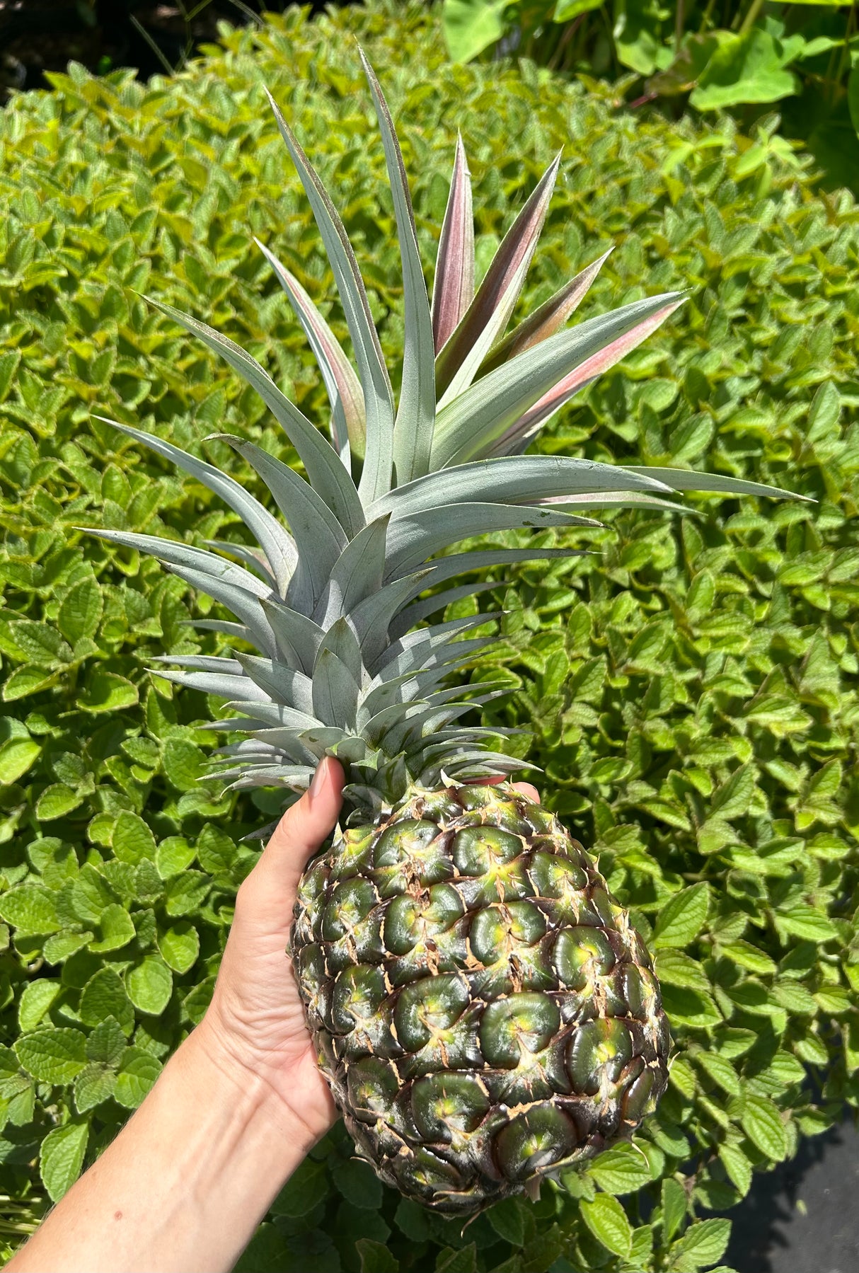 Pineapple Plant ‘Sugarloaf'