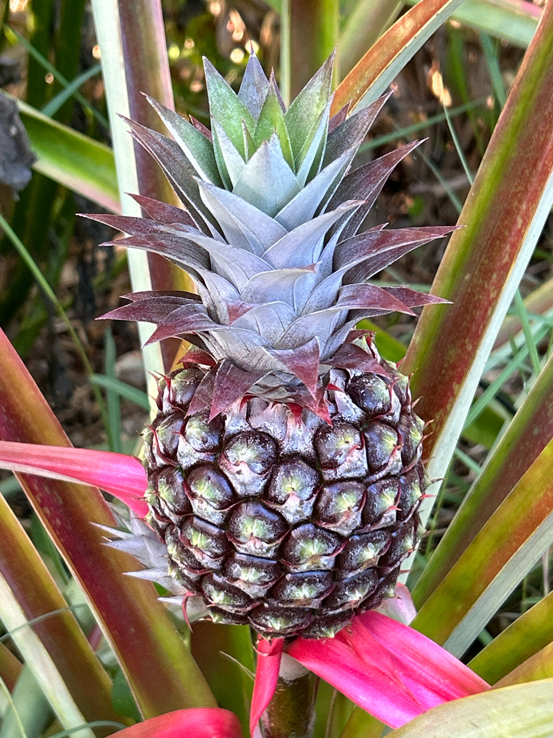 White Jade Pineapple