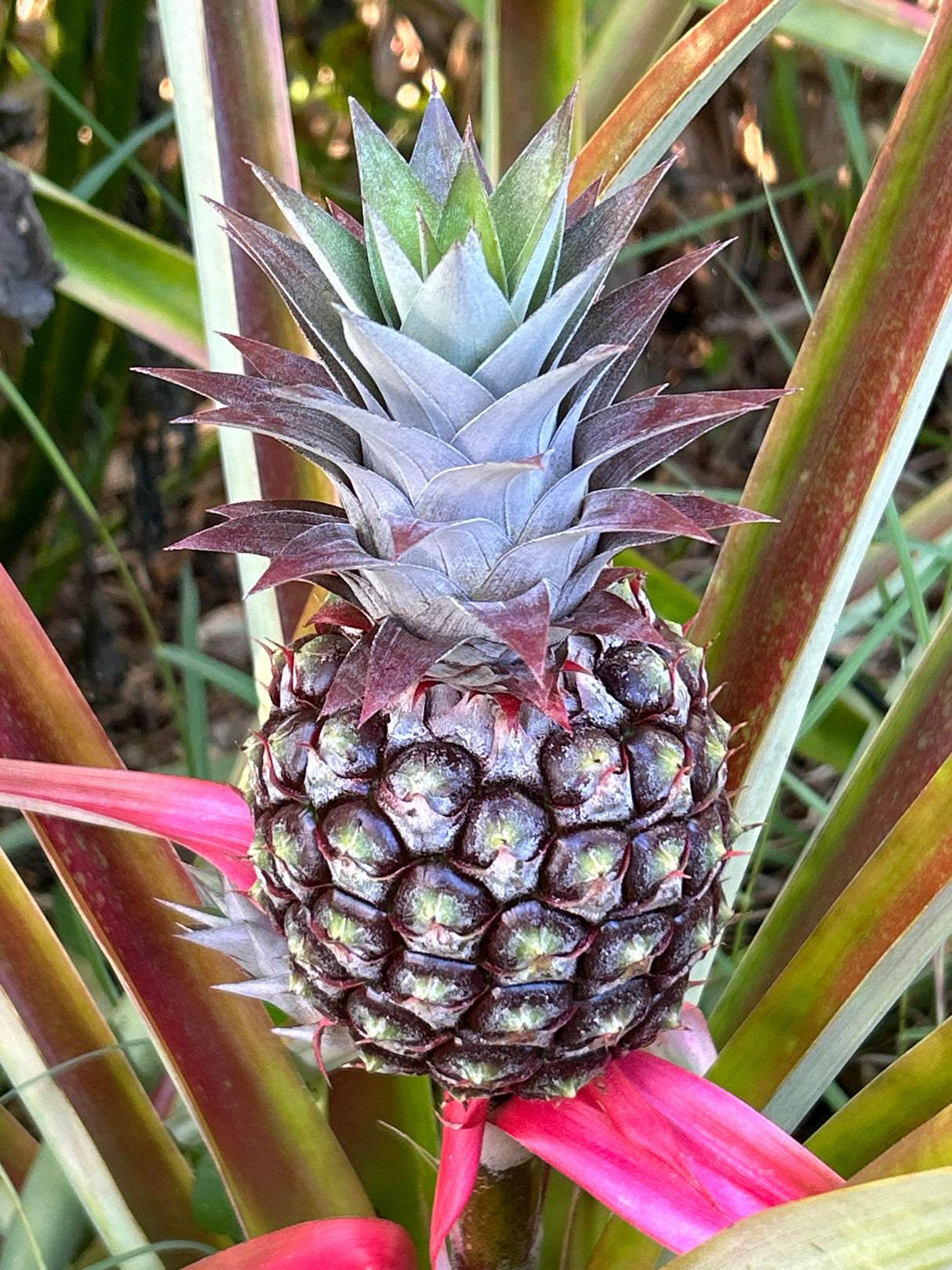 Pineapple ‘White Jade’