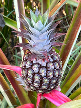 Pineapple ‘White Jade’