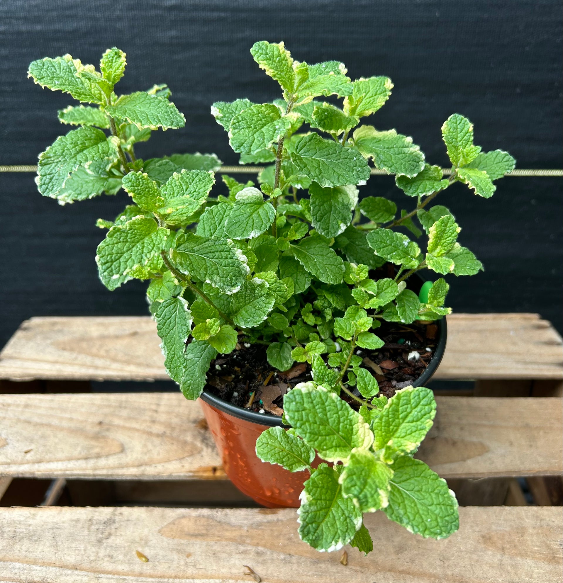 pineapple mint plant Pineapple Mint