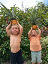 elite gold pineapple plant by fast growing trees Pineapple 'Elite Gold' – Incredible Edible Landscapes