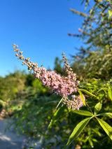 Chaste Tree aka Vitex (Pink, dwarf)