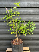 Chaste Tree aka Vitex (Pink, dwarf)