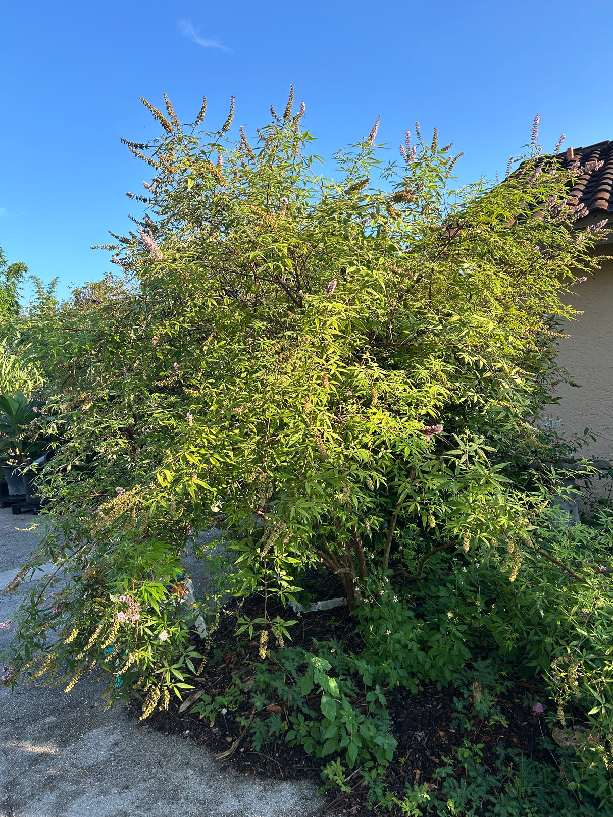Chaste Tree aka Vitex (Pink, dwarf)