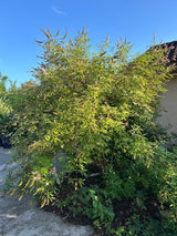 Chaste Tree aka Vitex (Pink, dwarf)