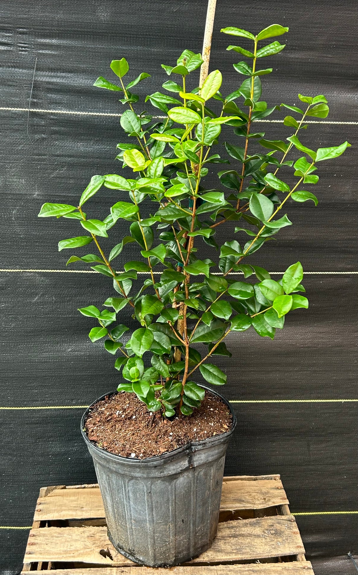 Pitangatuba Tree