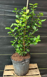 Pitangatuba Tree