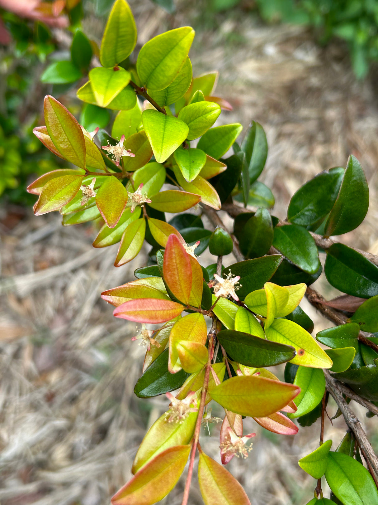 Pitangatuba Tree