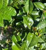 Pitangatuba Tree