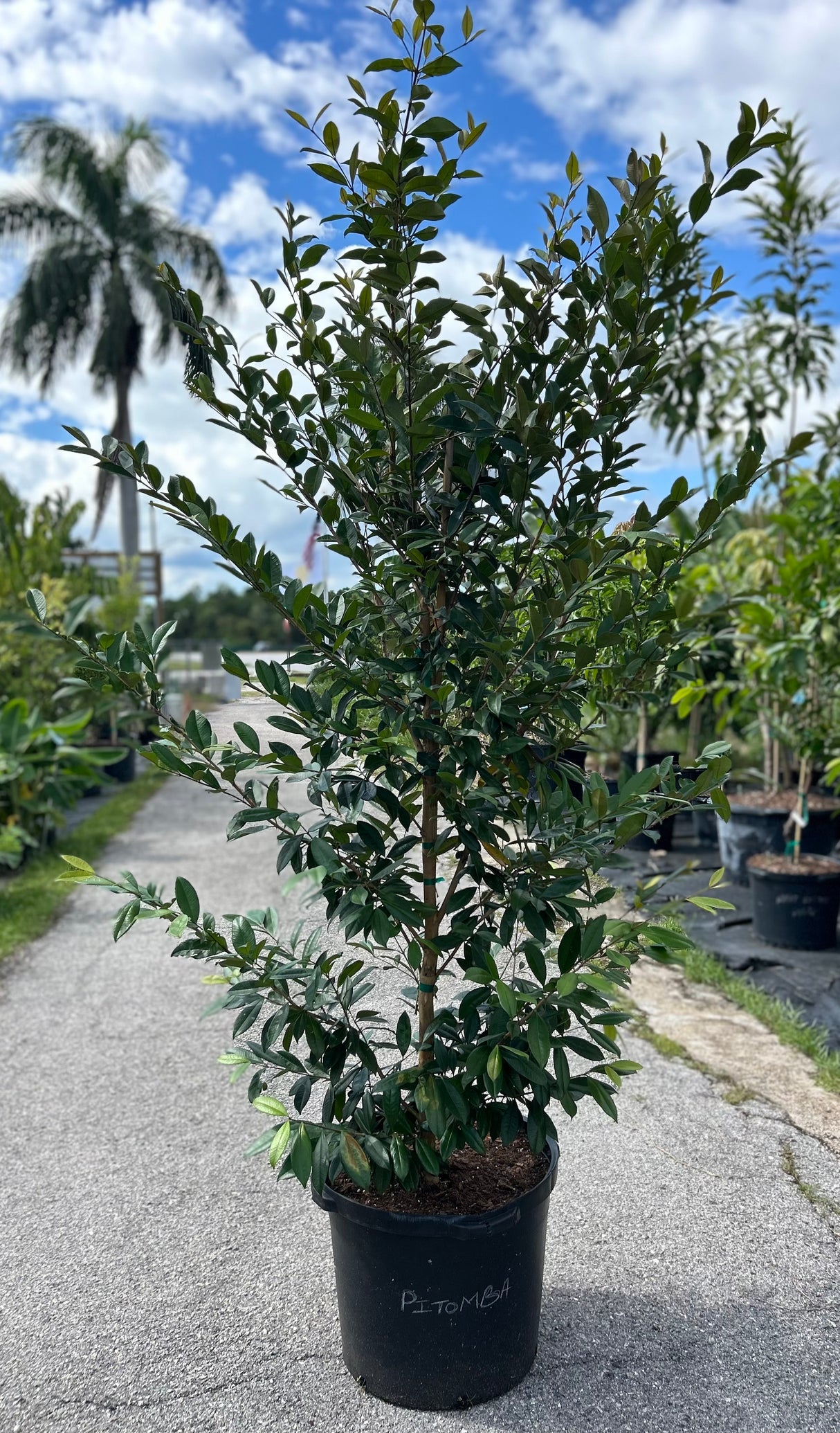 Pitomba Tree