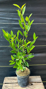Pitomba Tree