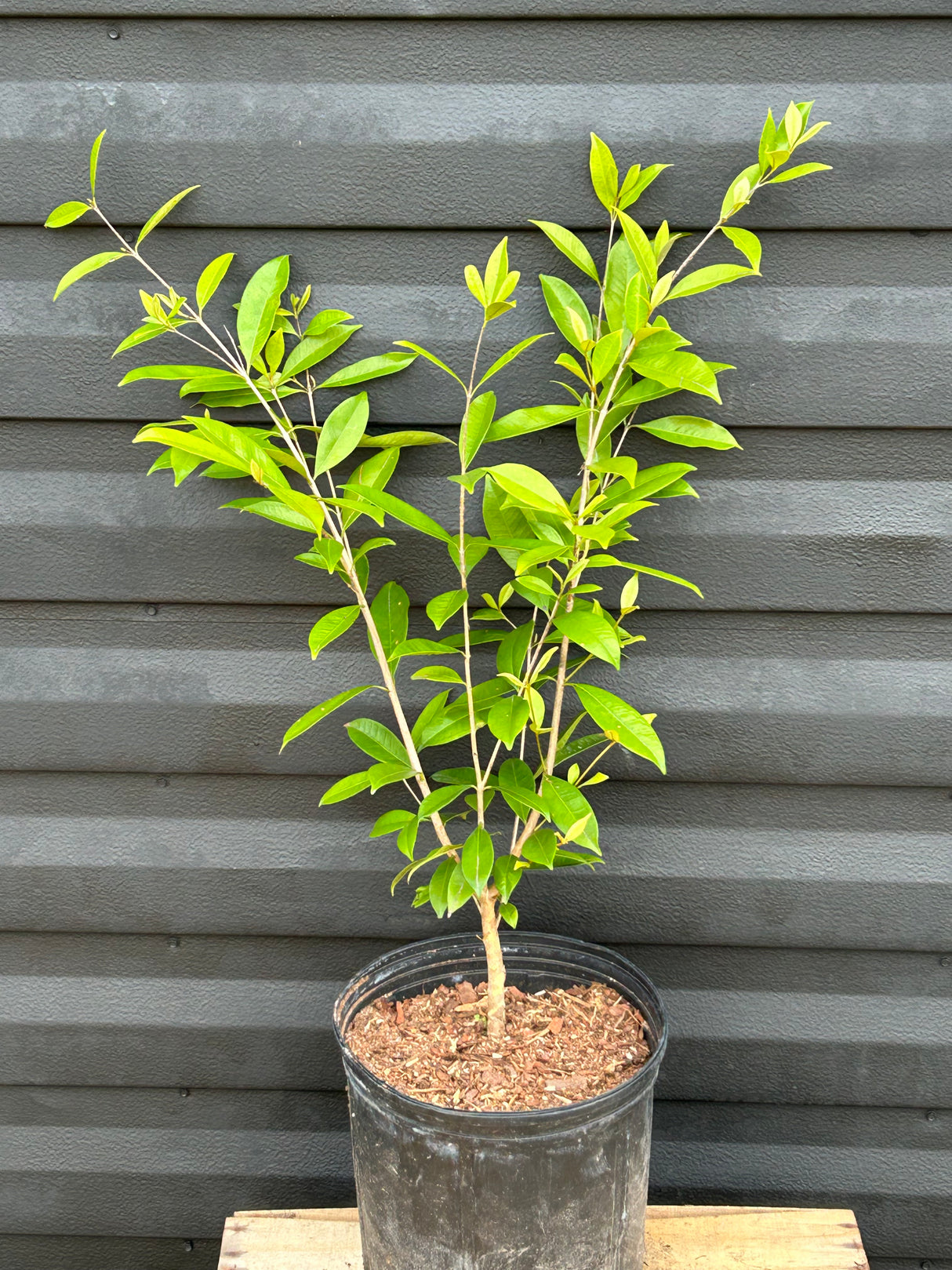Pitomba Bush