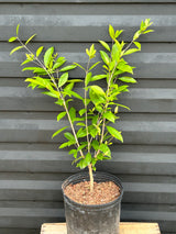 Pitomba Bush