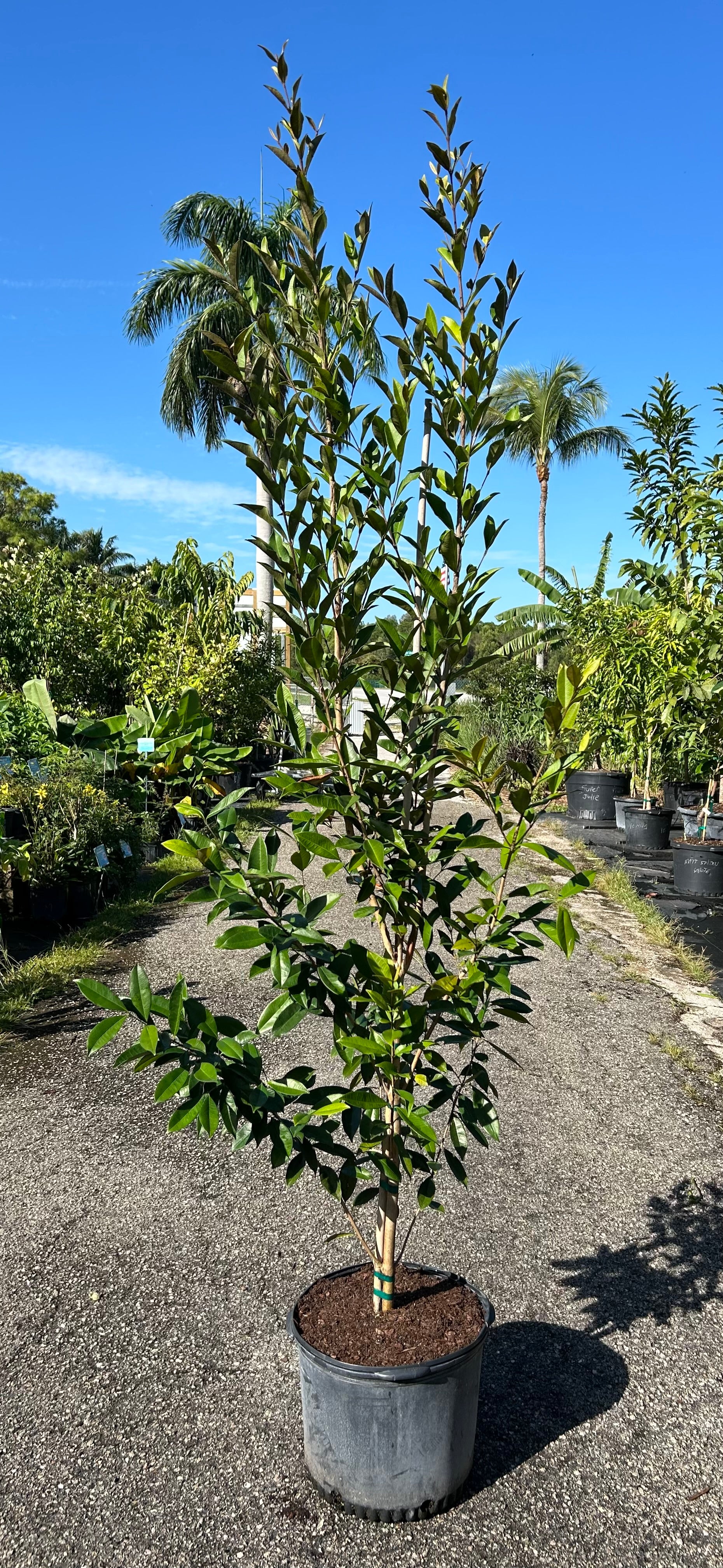 Pitomba Tree – Incredible Edible Landscapes
