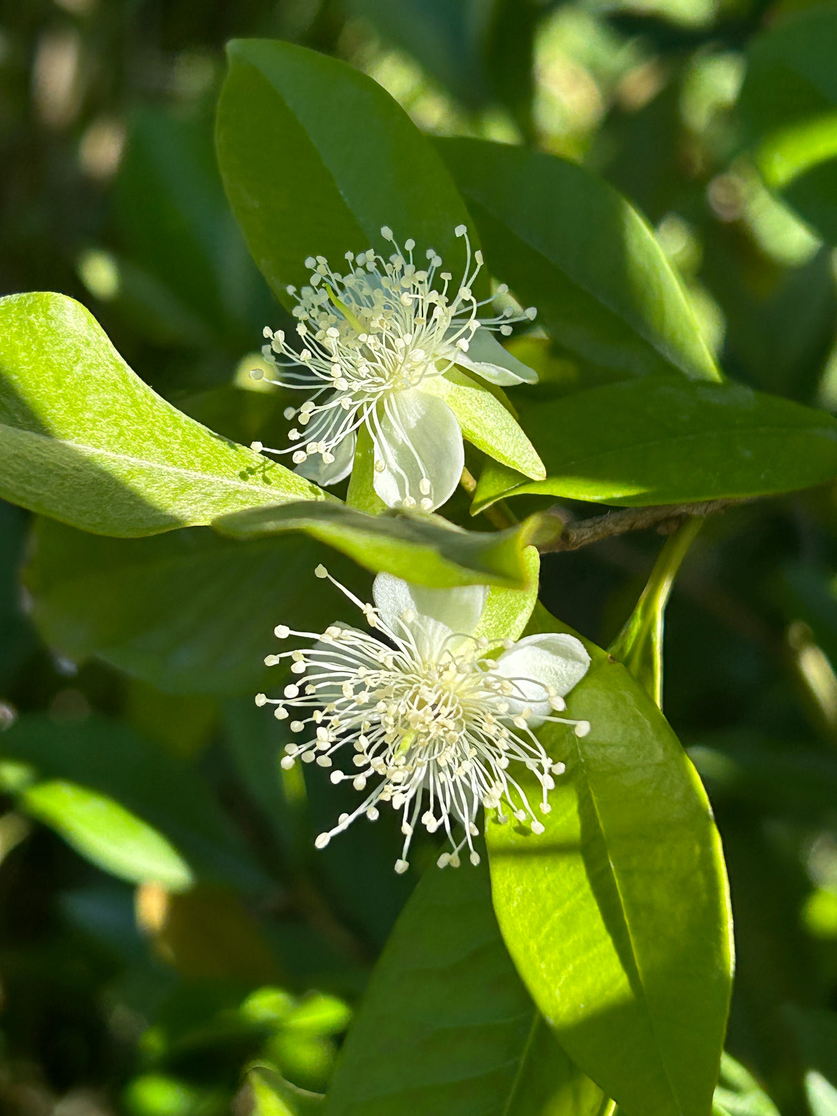 Pitomba Bush