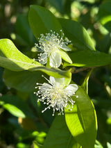 Pitomba Bush
