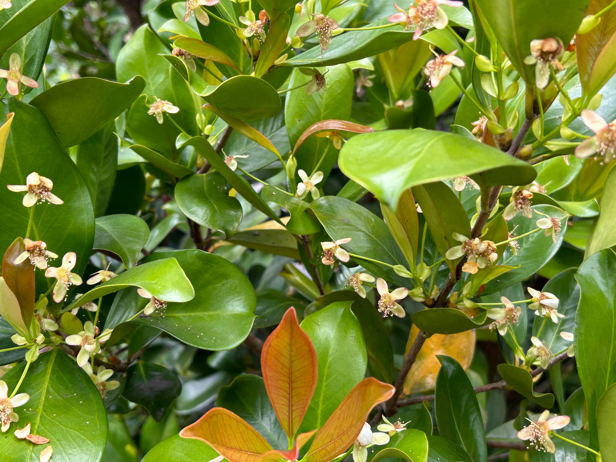Pitomba Bush